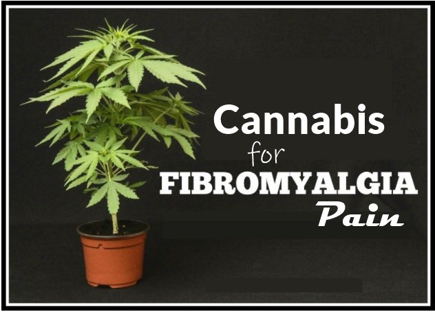 Cannabis for Fibromyalgia