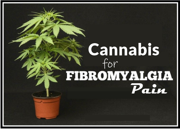 Read more about the article Cannabis for Fibromyalgia Patients to Relieve Pain